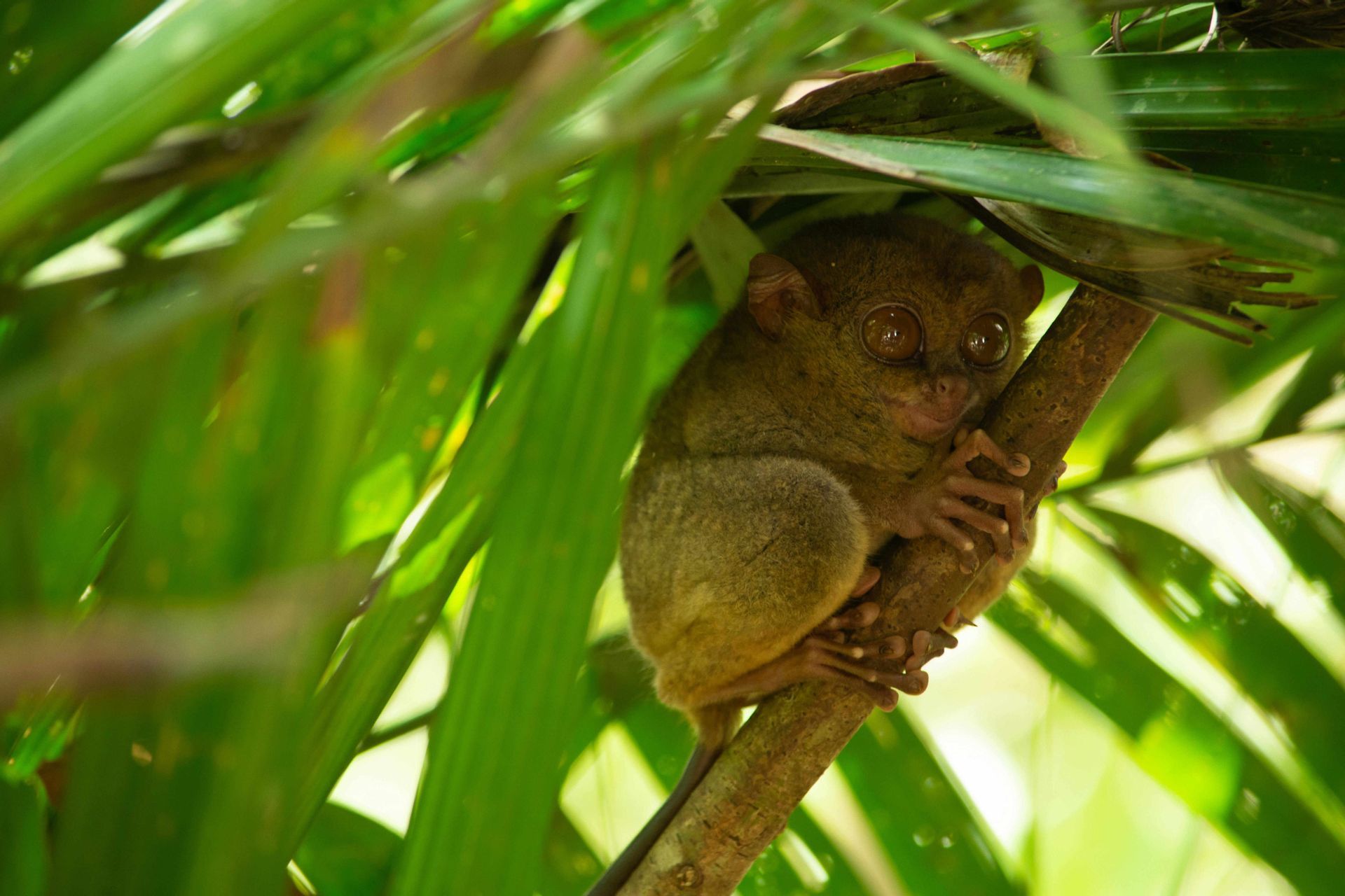 Un pequeño tarsero con grandes ojos redondos se aferra a la rama de un árbol rodeado de exuberantes hojas verdes en un bosque.