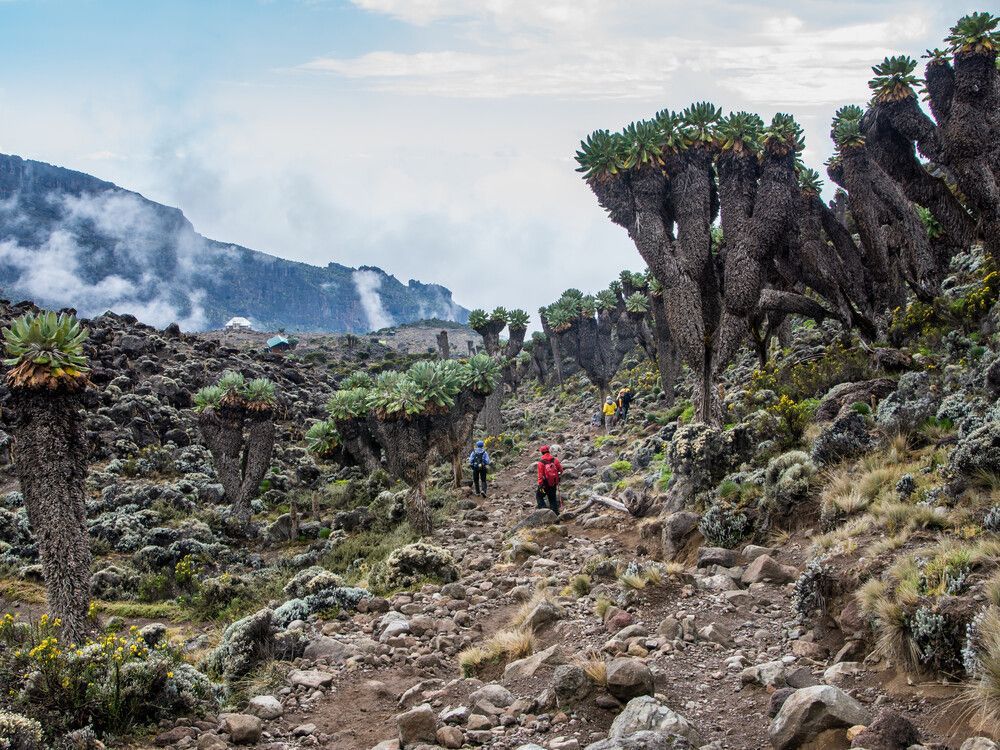 A WeRoad group trip hikes on a rocky trail through a mountain landscape with giant groundsel plants.