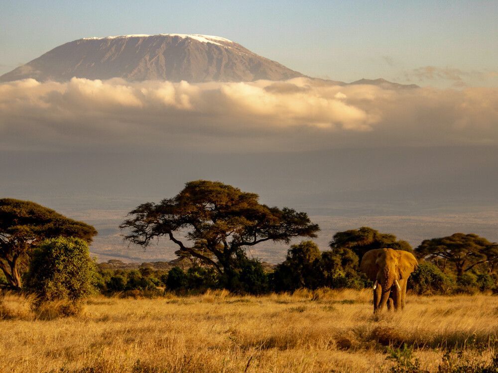 An elephant stands in a golden savanna filled with acacia trees, in front of a large, snow-capped mountain.