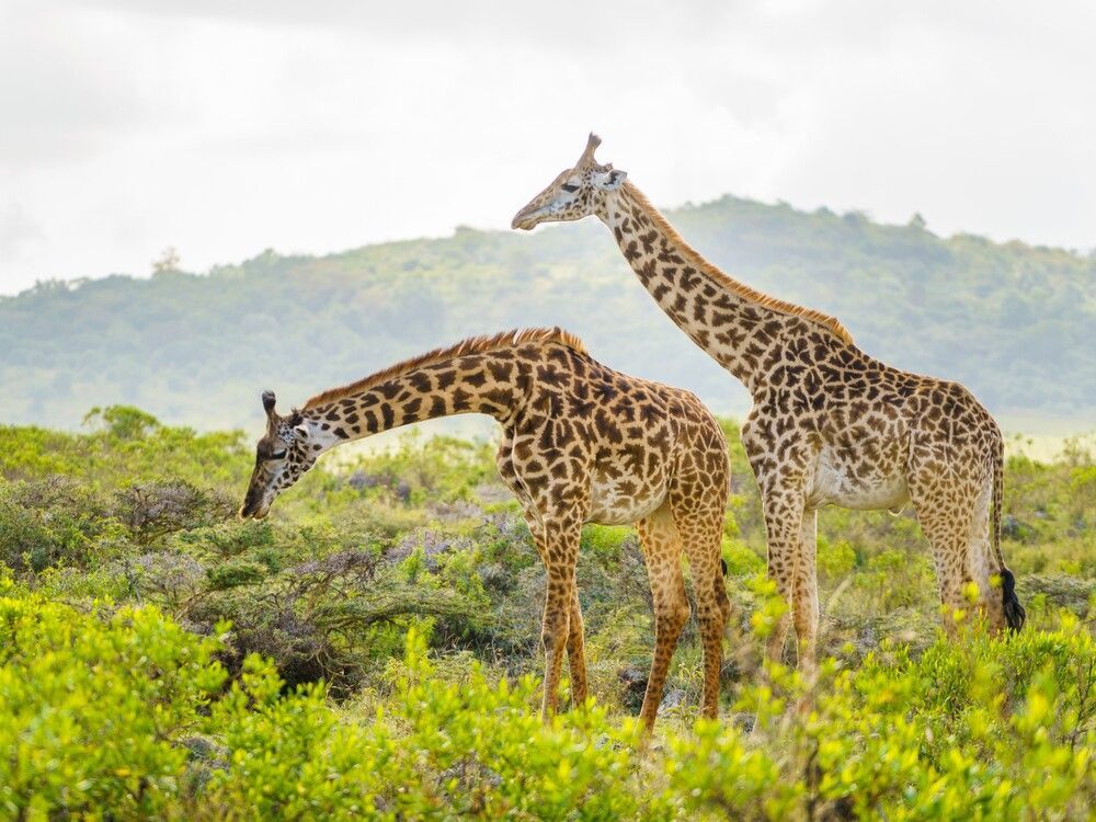 Two giraffes stand in a lush green savanna, with one bending to eat from bushes while the other looks on.