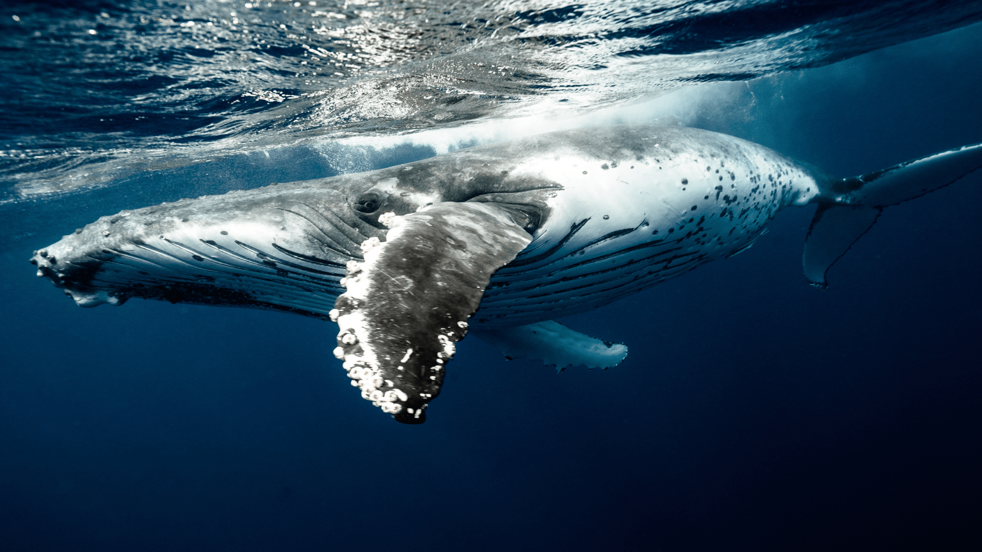 Una balena megattera con cirripedi sulla pinna nuota appena sotto la superficie increspata del profondo oceano blu.