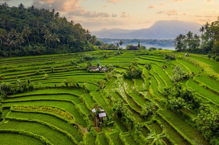 Lush green terraced rice paddies cover a hillside, with a dense forest and mountains visible in the background.
