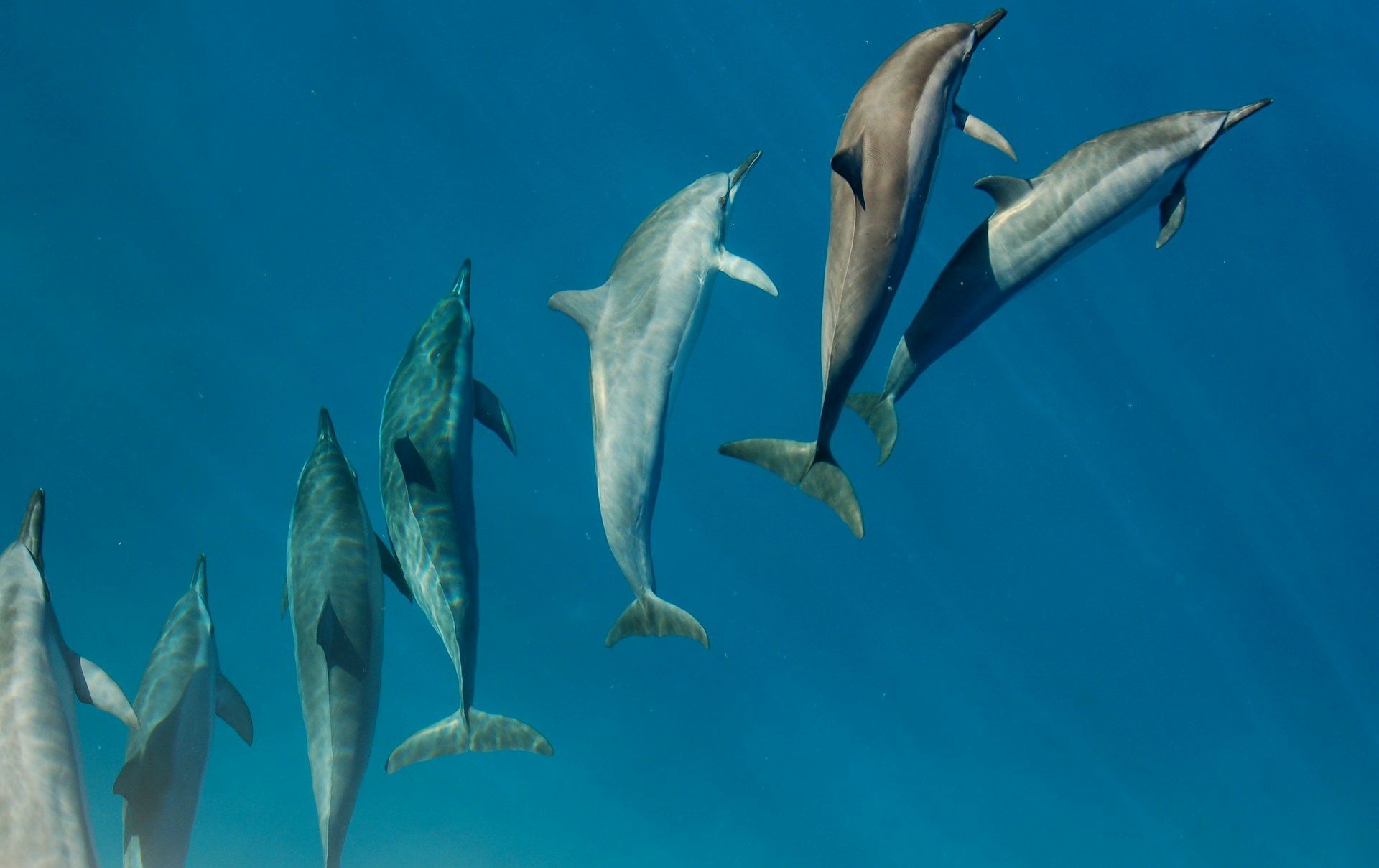Una manada de delfines nadando juntos en aguas azules profundas, vistos desde abajo.