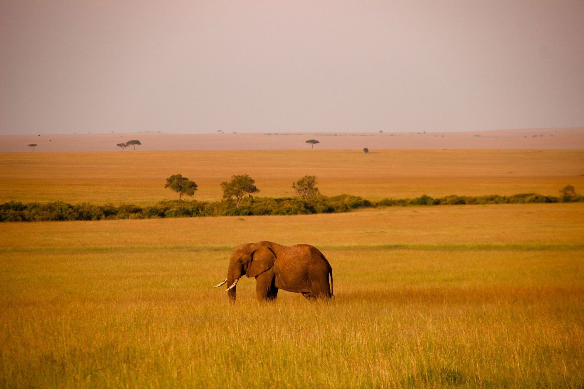 An African elephant with tusks stands in tall, golden grass in a vast savanna under a hazy sky.