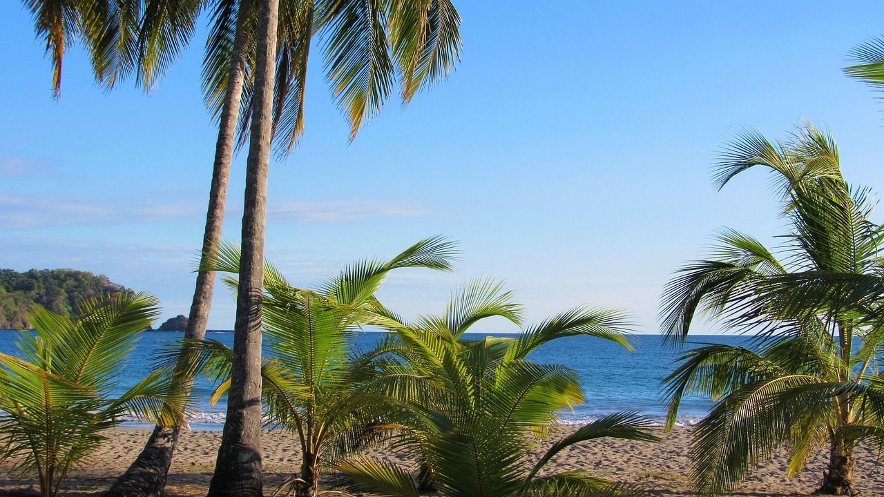 Palme su una spiaggia sabbiosa con vista su un oceano blu calmo e una costa verde in lontananza.