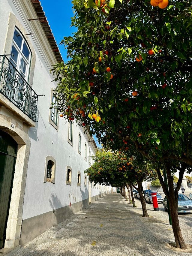 A row of orange trees laden with fruit lines a cobblestone sidewalk next to a long, white building under a clear blue sky.