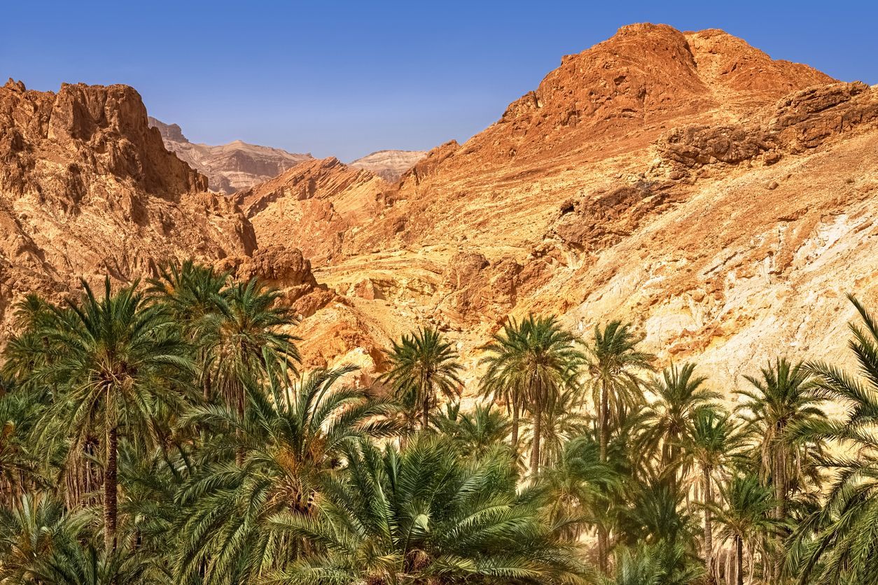 Une dense palmeraie pousse dans un canyon entouré de montagnes rocheuses orangées sous un ciel bleu éclatant.