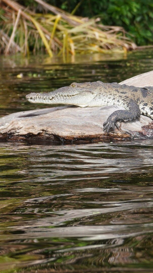 A crocodile rests on a large log in rippling water, with a close-up on its head, scaly skin, and front claws.