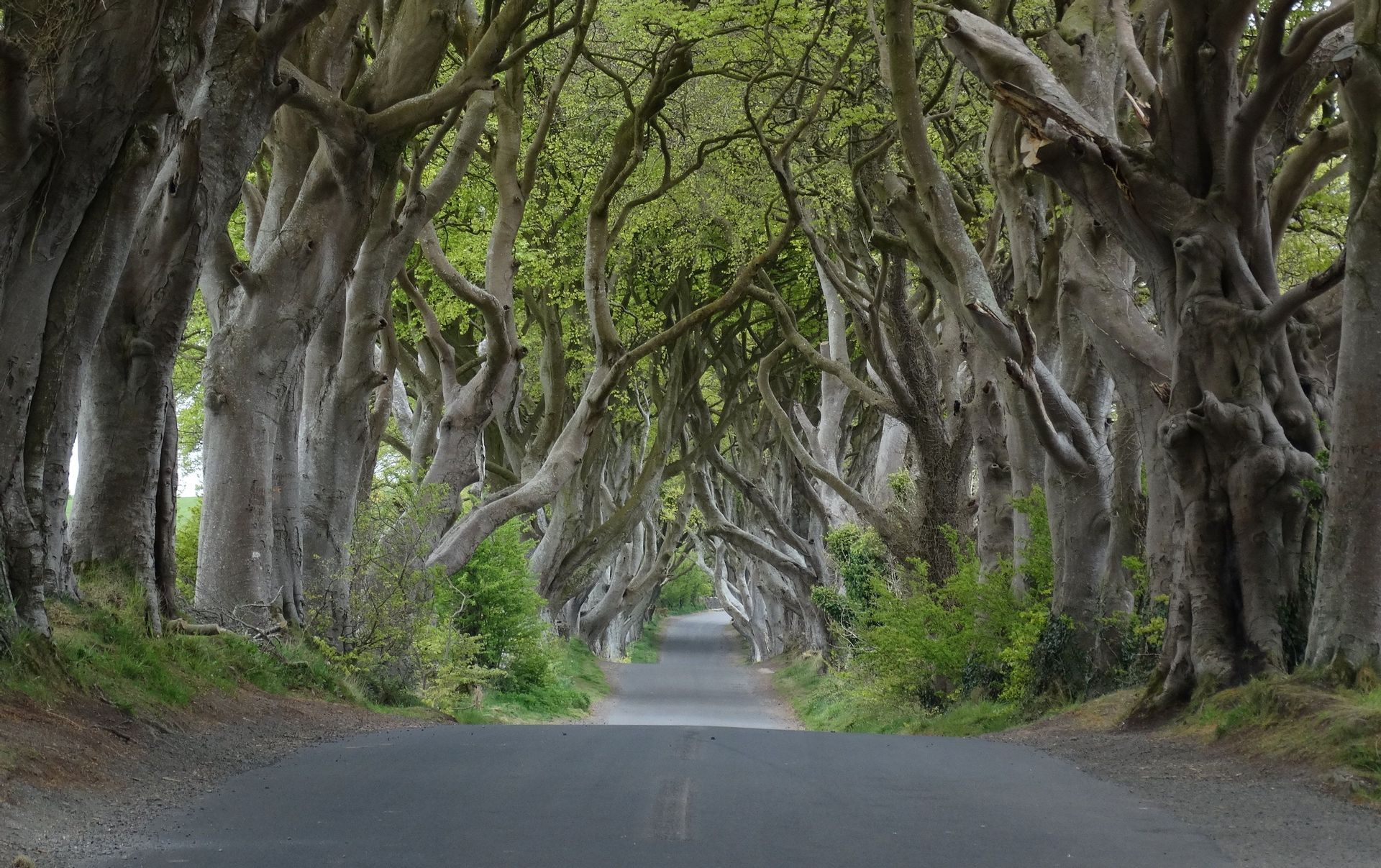 An empty paved road runs through a tunnel of old, gnarled trees whose branches interlock overhead to form a dense canopy.
