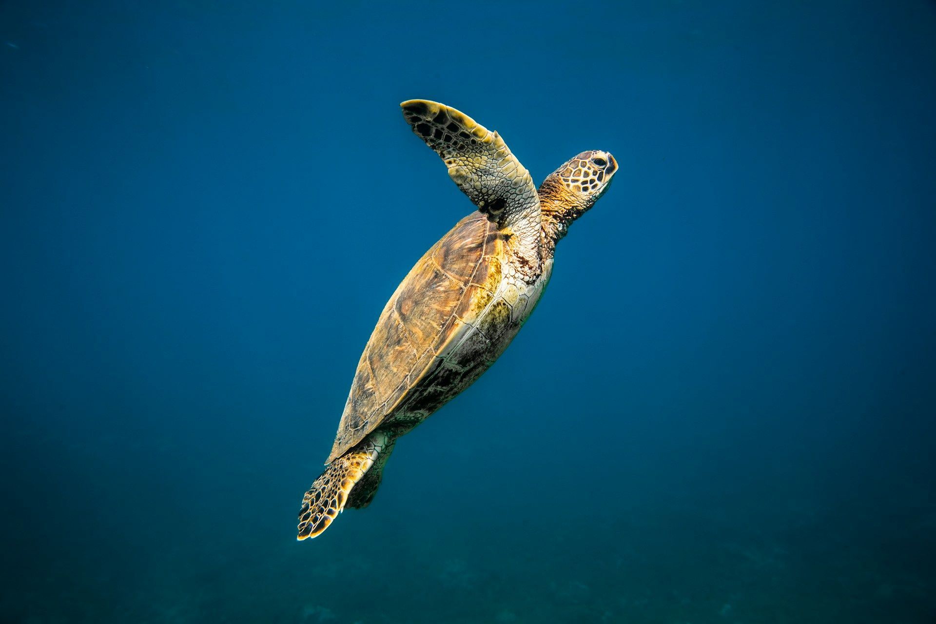 Una tartaruga marina nuota verso l'alto nell'acqua blu profonda dell'oceano, con le pinne ben distese.