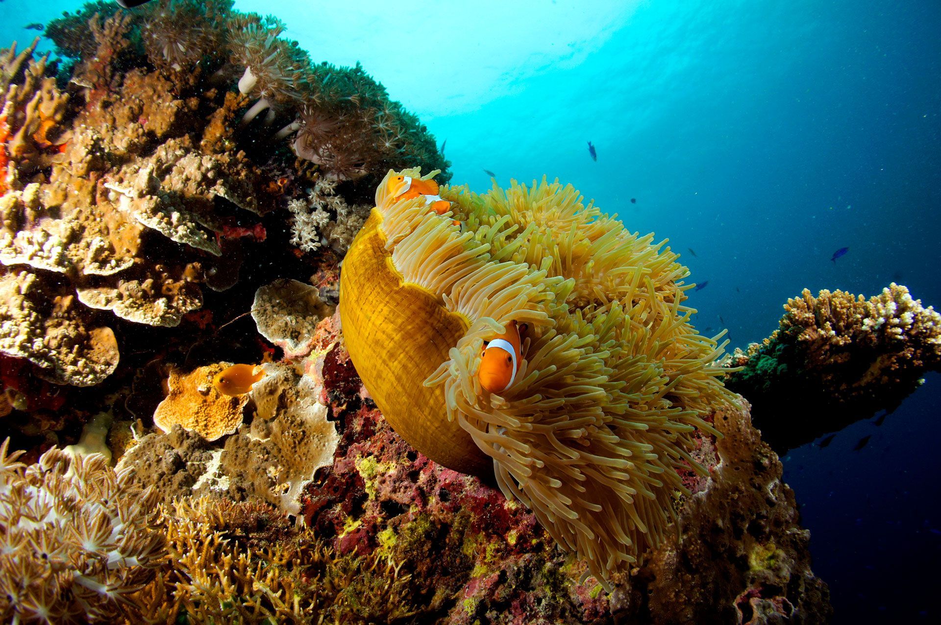 Due pesci pagliaccio nuotano tra i tentacoli di una grande anemone di mare gialla su una vivace barriera corallina.