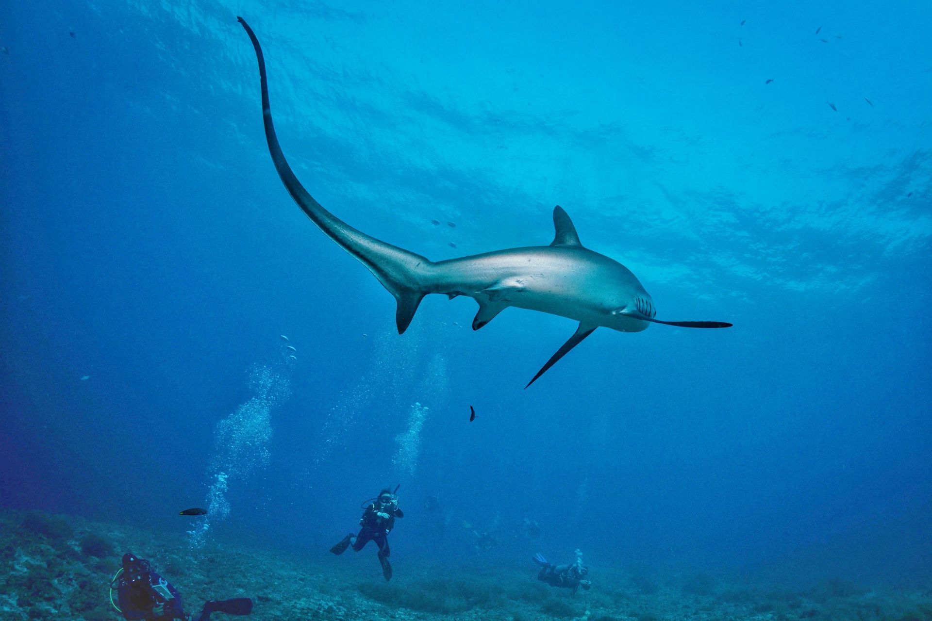 Uno squalo volpe nuota nell'acqua blu sopra un gruppo di subacquei WeRoad in viaggio sul fondale marino.