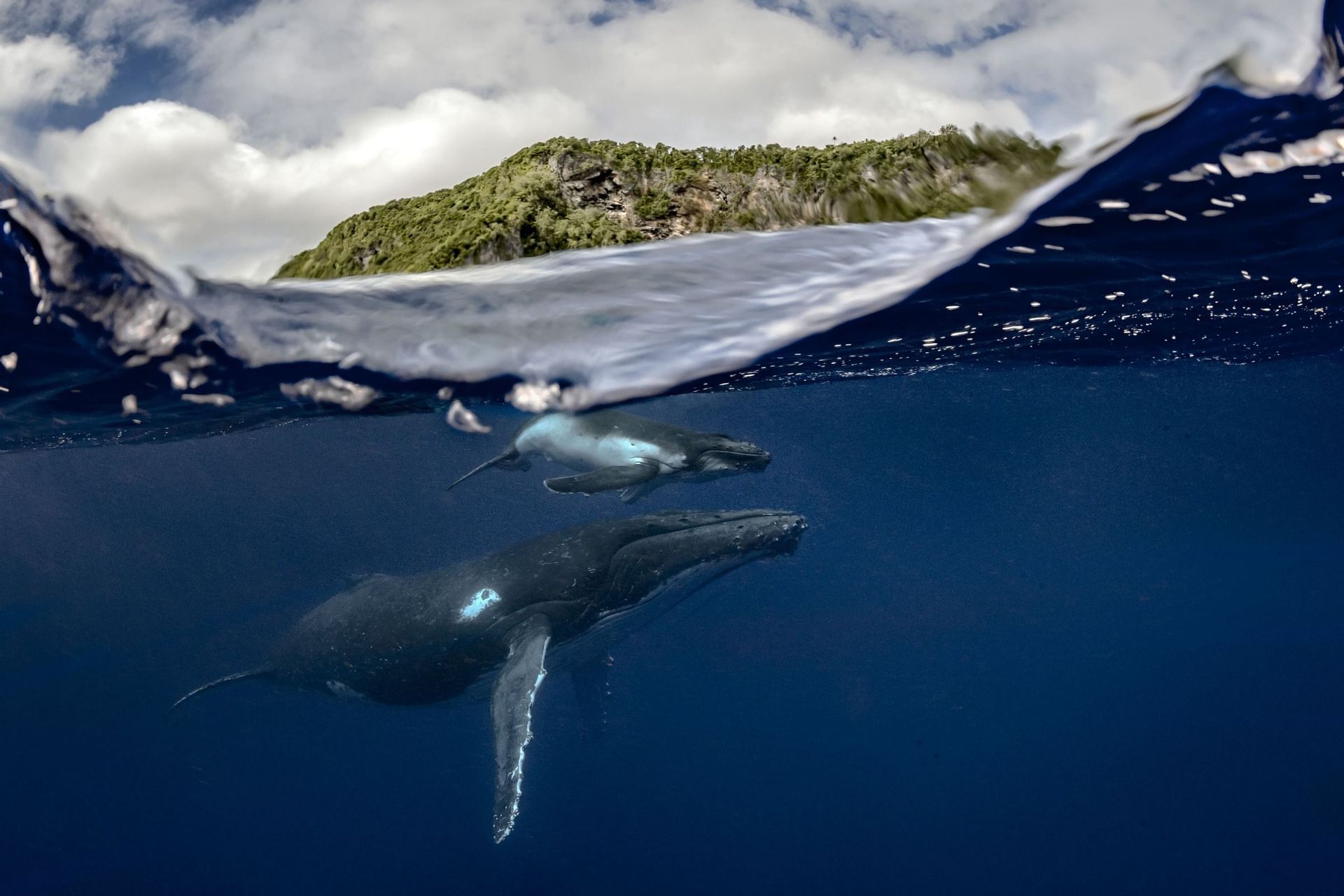 Eine Split-Shot-Aufnahme eines Buckelwals und seines Kalbes, die unter Wasser schwimmen, mit einer grünen Insel oberhalb der Wasseroberfläche.