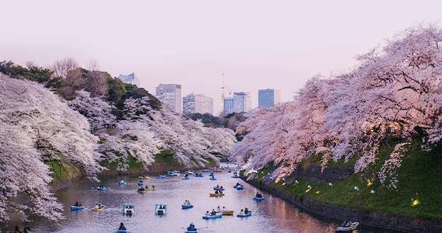 Delle persone remano su piccole barche lungo un canale calmo fiancheggiato da alberi di ciliegio in fiore rosa di fronte agli edifici della città.
