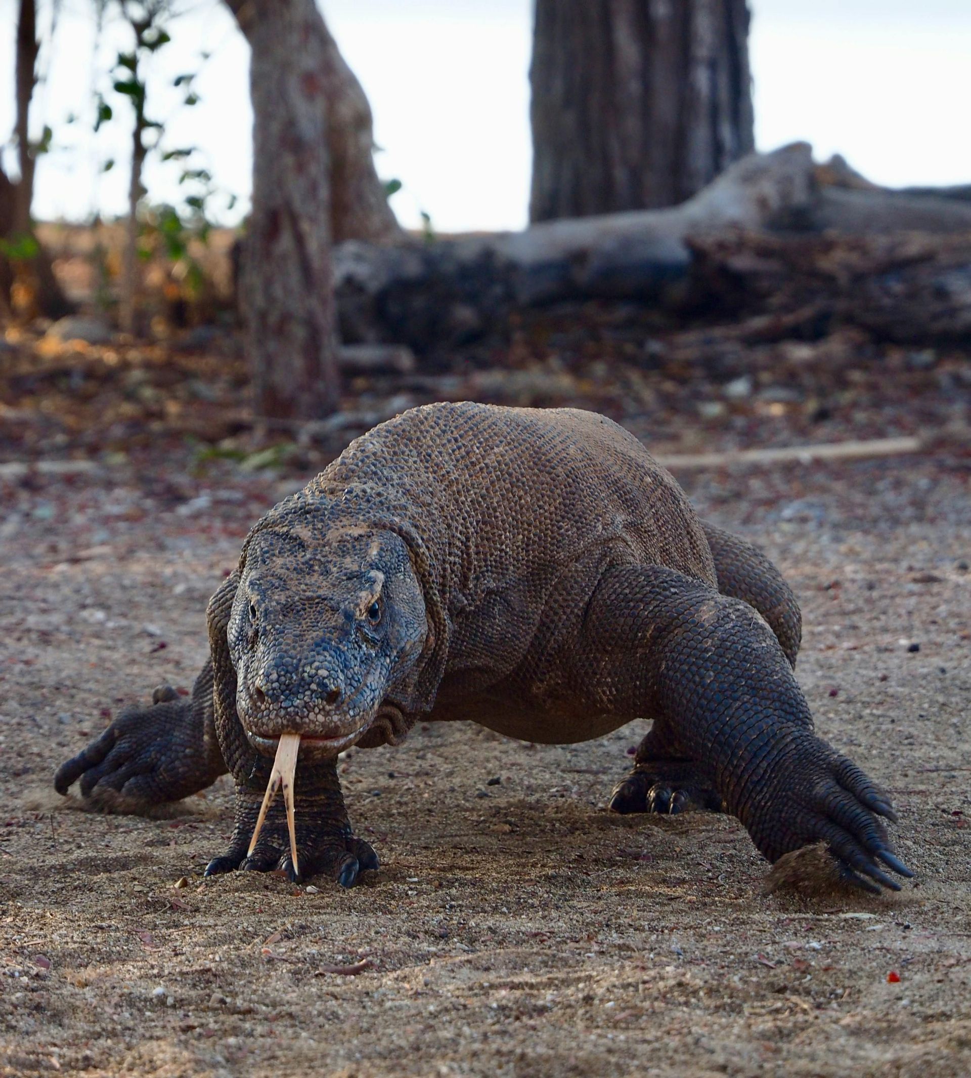 Un dragon de Komodo marche sur un sol sablonneux, face à la caméra, la langue fourchue sortie.