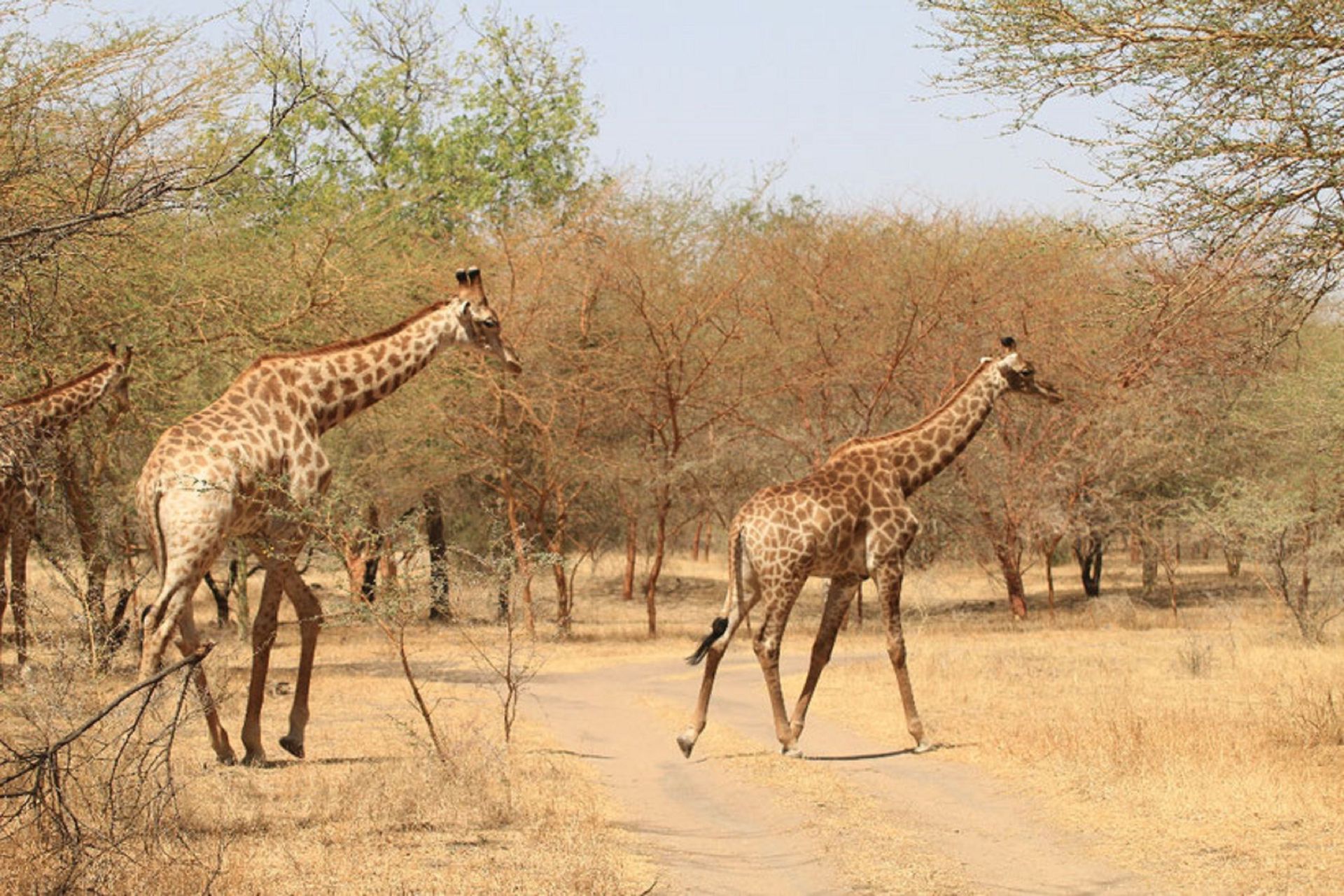 Zwei Giraffen gehen auf einem Feldweg durch eine trockene Savanne mit vereinzelten Bäumen und Büschen.
