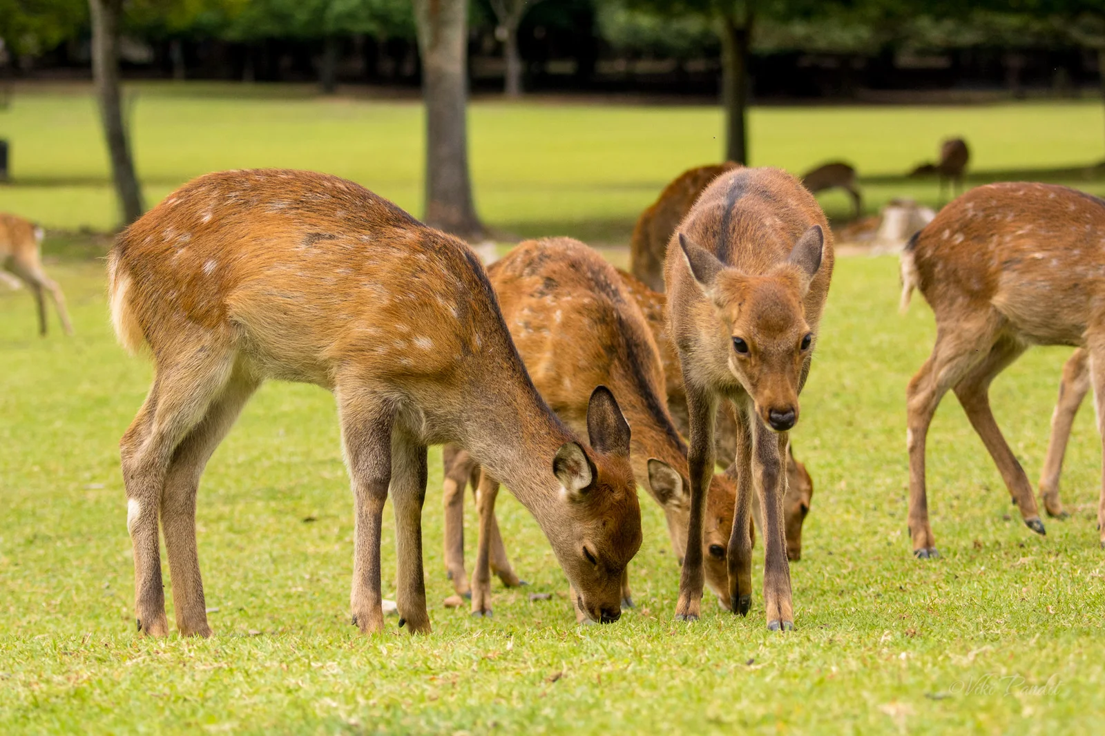 Un branco di giovani cervi maculati che pascolano su un campo verdeggiante con una fila di alberi sullo sfondo.