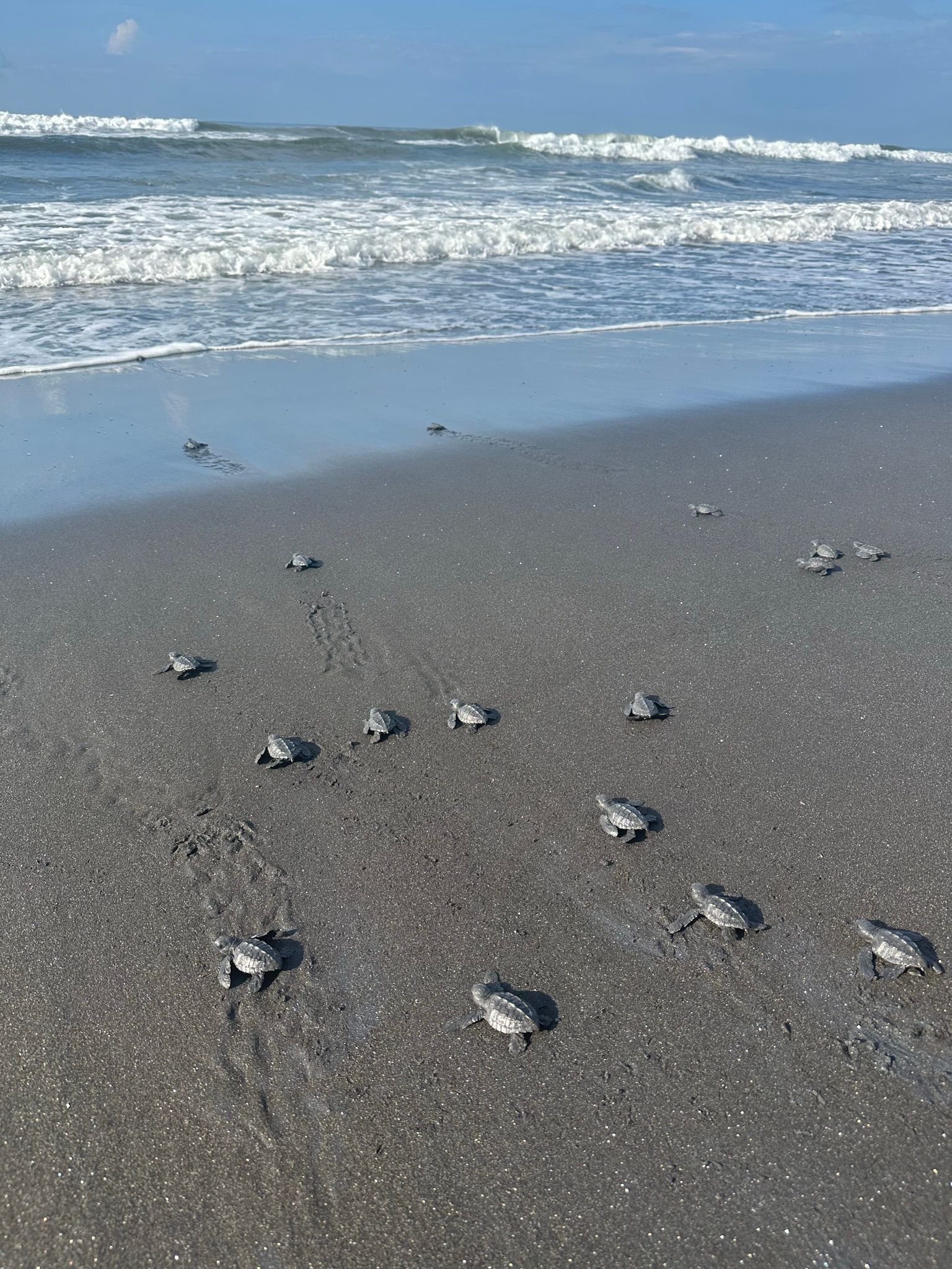 Eine Gruppe kleiner Meeresschildkröten krabbelt über den feuchten Sand eines Strandes, auf dem Weg zu den Meereswellen.