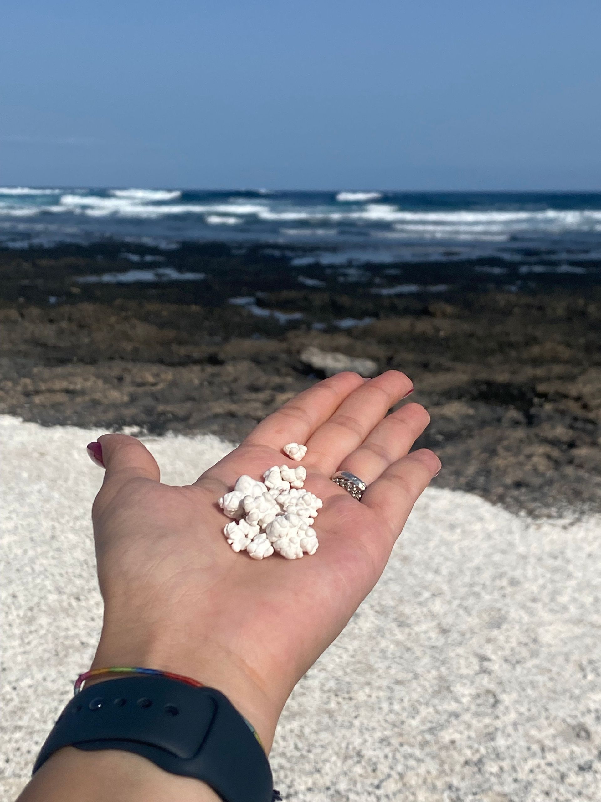 Primer plano de una mano sosteniendo pequeños corales blancos con forma de palomitas de maíz en una playa rocosa con el océano de fondo.