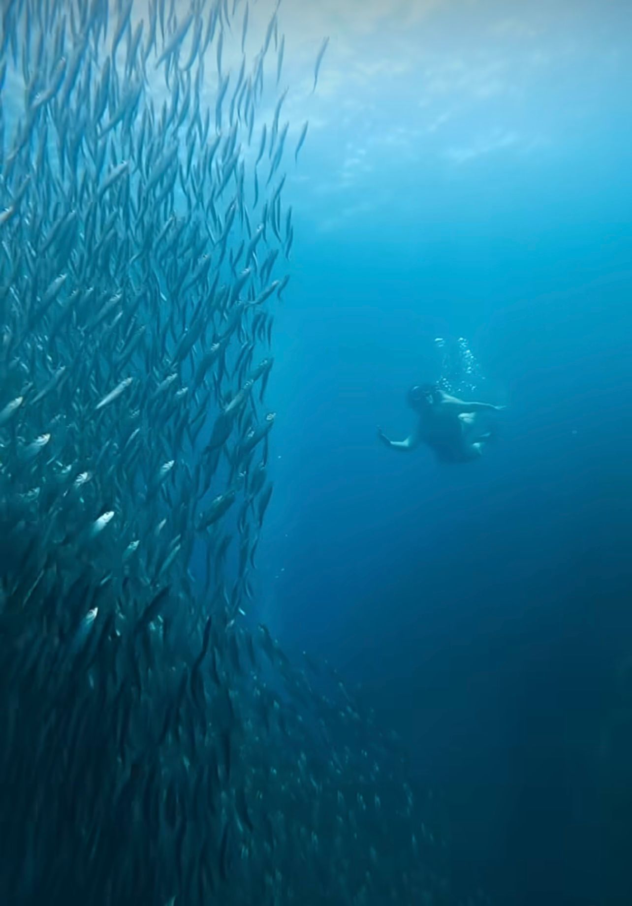 Una persona nuota sott'acqua accanto a un grande e denso banco di pesci in acque blu profonde.