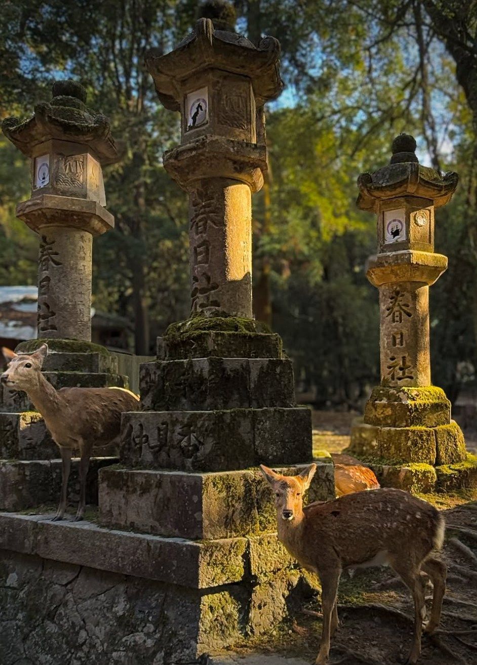 Tres ciervos se encuentran entre altos faroles de piedra cubiertos de musgo con escritura japonesa en un bosque soleado.
