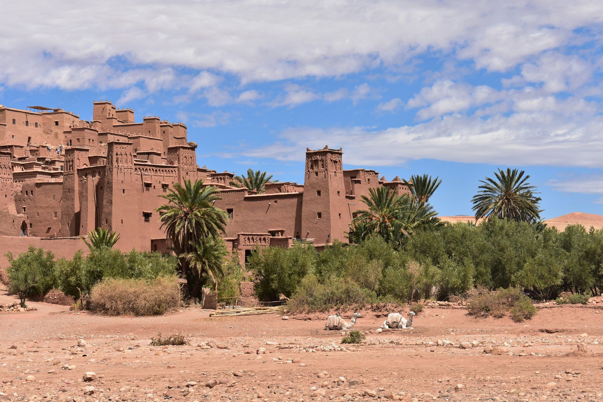 Una grande kasbah tradizionale in mattoni di fango si erge su una collina sopra le palme, con due cammelli bianchi che riposano in primo piano.