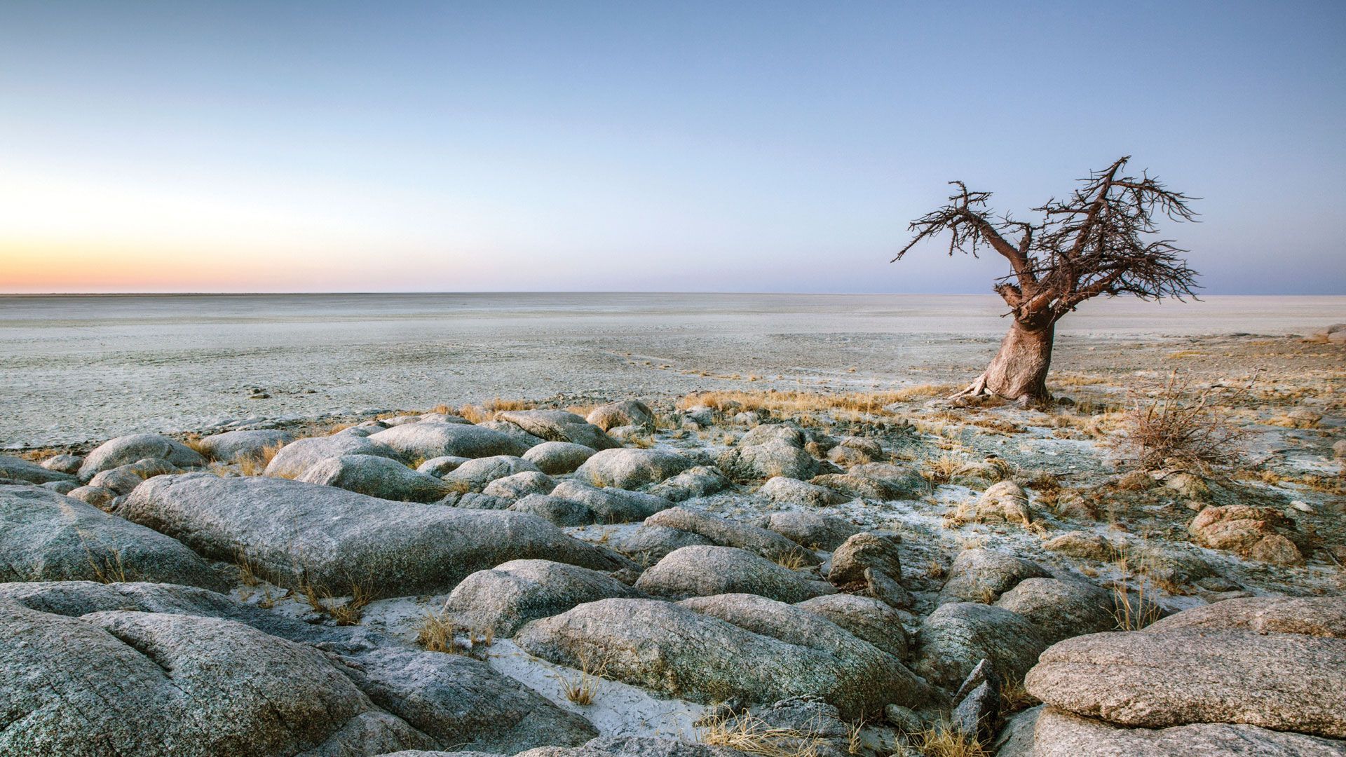 Un albero solitario e spoglio si erge su terreno roccioso che domina una vasta salina sotto un cielo limpido all'alba.