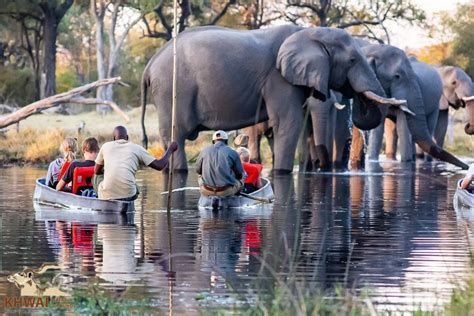 Un viaggio di gruppo WeRoad in due canoe osserva da vicino una mandria di elefanti che si abbeverano nel fiume.