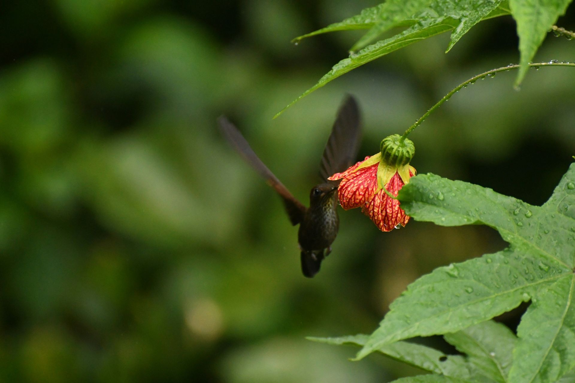 A hummingbird in mid-flight feeds from a hanging red and yellow flower surrounded by wet green leaves.