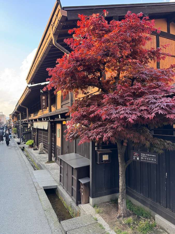 Un acero giapponese con foglie rosse si erge su un marciapiede accanto a edifici tradizionali in legno lungo una stretta via con un canale.