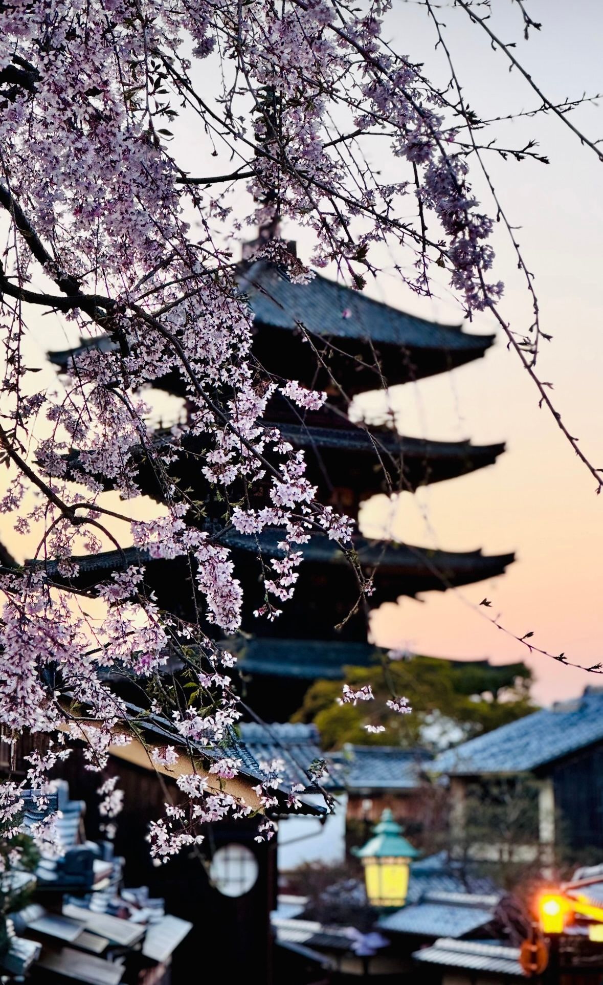 Rami di ciliegio rosa in fiore incorniciano una pagoda giapponese a più piani, con un cielo tenue al tramonto e tetti tradizionali sottostanti.