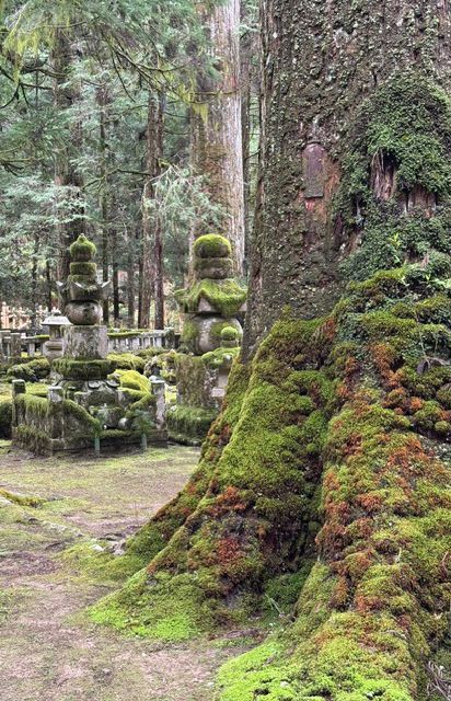 La base muschiosa di un grande tronco d'albero si erge di fronte a diverse lanterne di pietra ricoperte di muschio in una foresta.