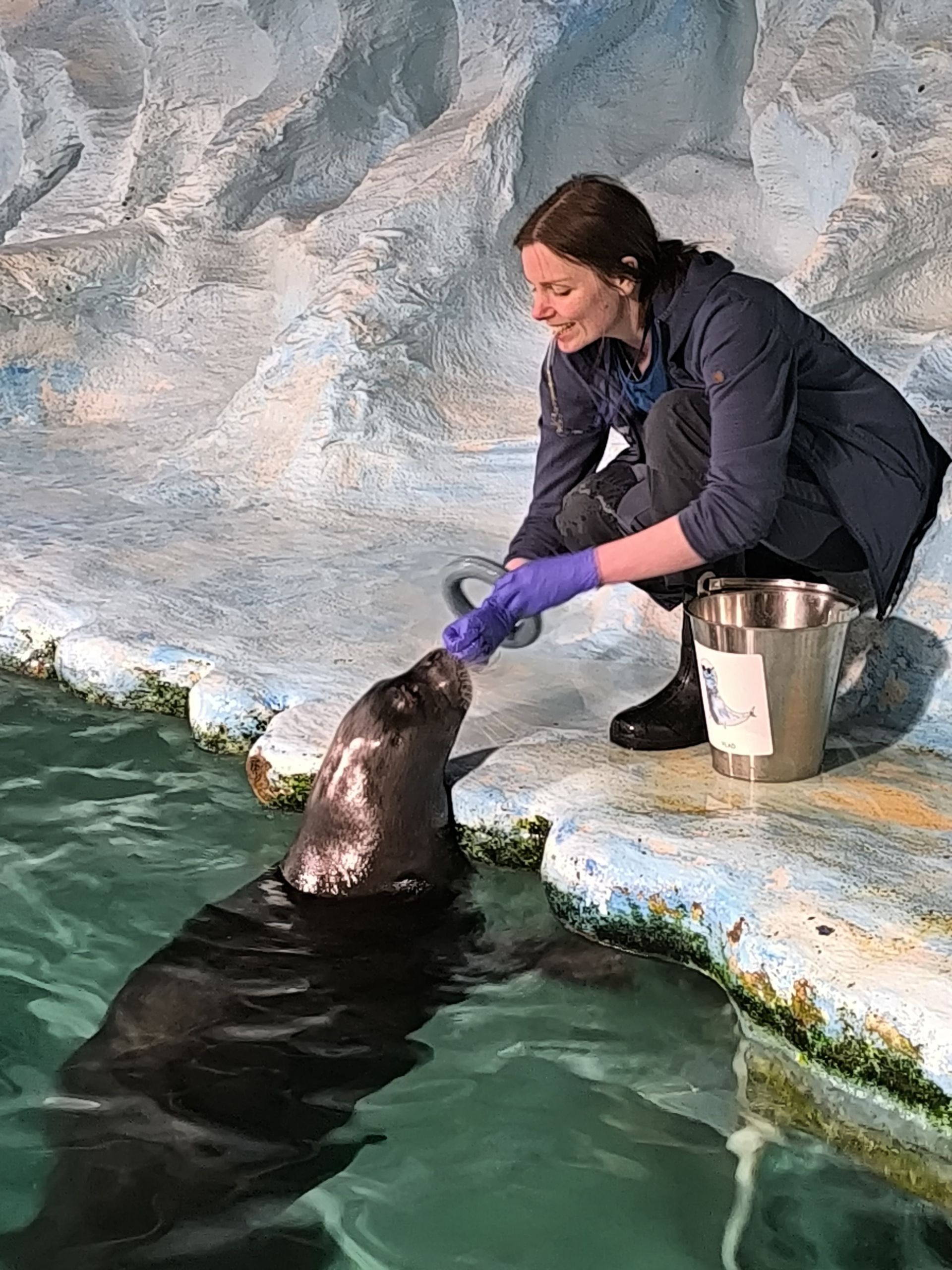 Una donna con i guanti si inginocchia al bordo di una piscina, dando da mangiare a una foca in un recinto roccioso artificiale.