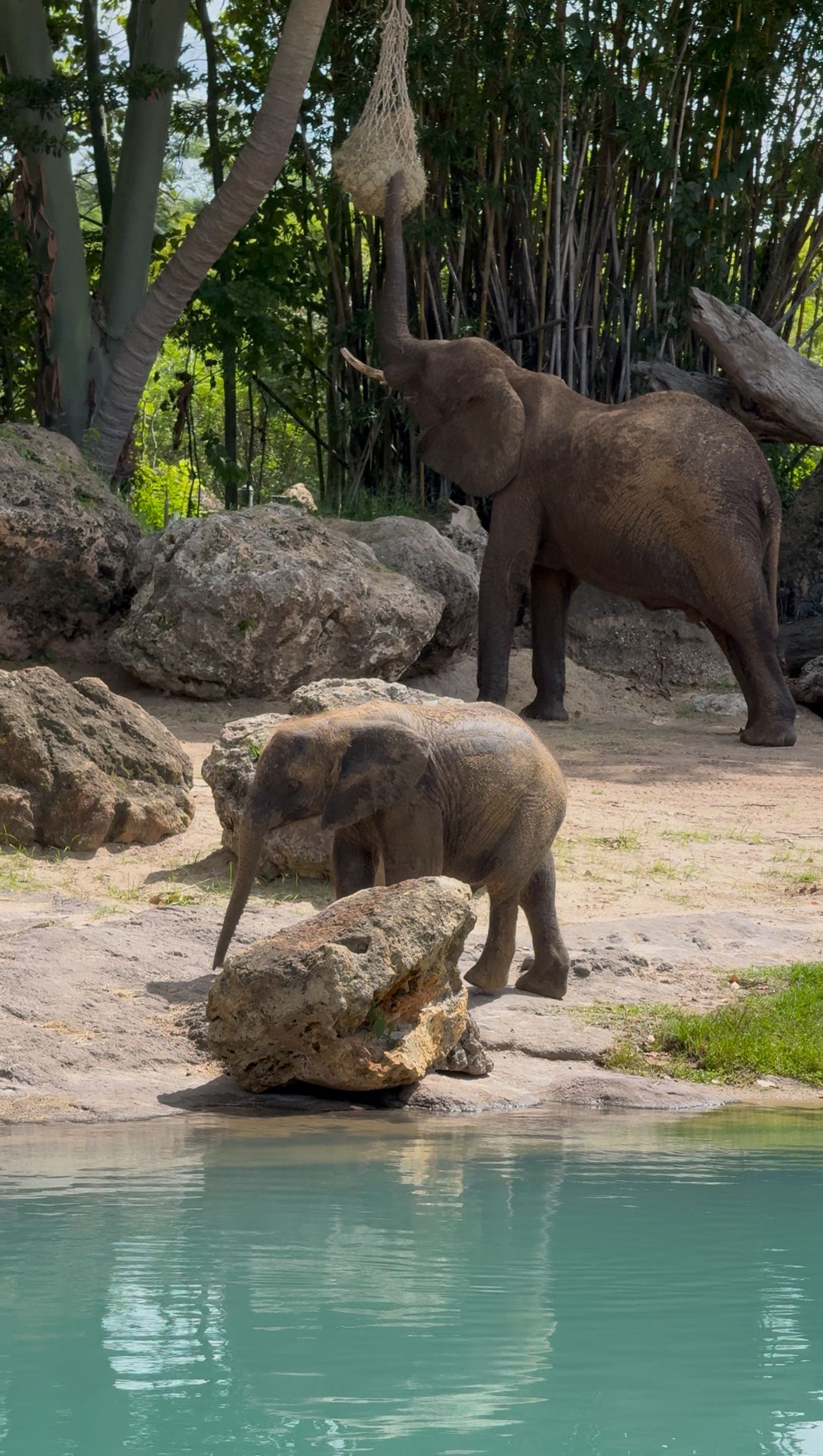 An adult elephant eats from a hanging hay net as a calf stands near a pool of water in a rocky, green habitat.