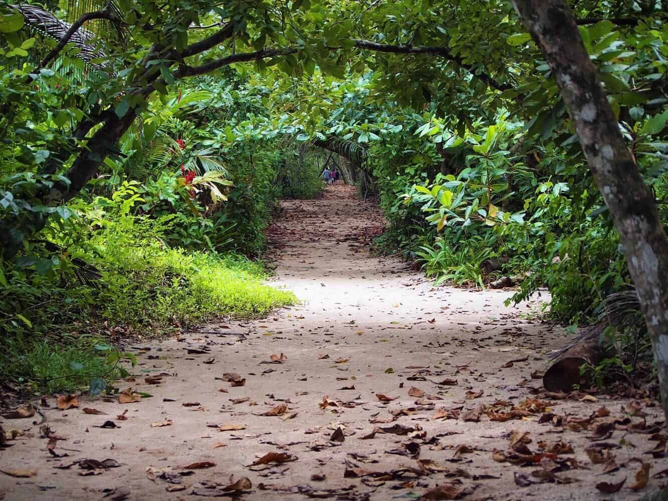 Un viaggio di gruppo WeRoad percorre un sentiero sabbioso attraverso un tunnel naturale di lussureggianti alberi della giungla.