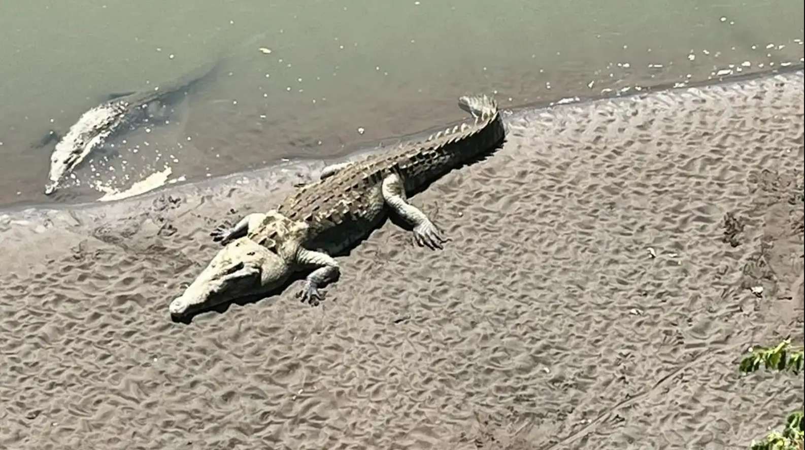 Da un'angolazione elevata, un coccodrillo riposa su una riva sabbiosa del fiume mentre un altro è parzialmente immerso nell'acqua.