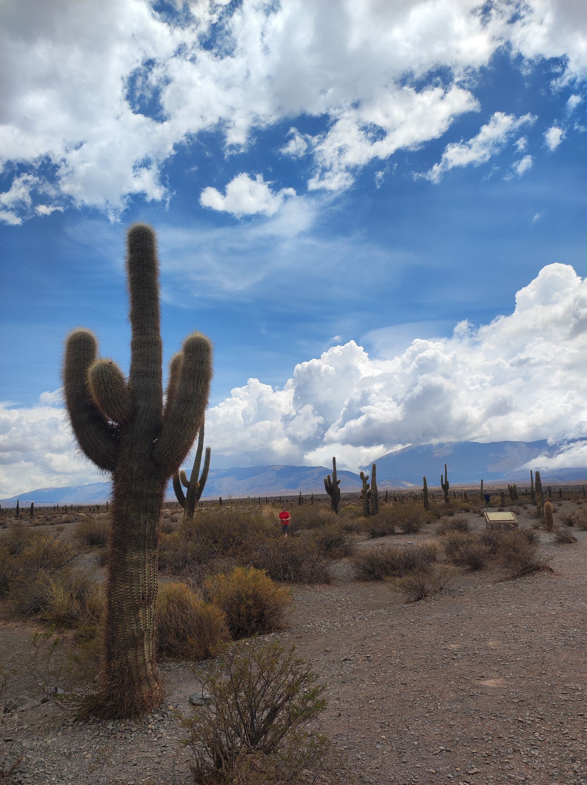 Un gran cactus se alza en un desierto con cactus más pequeños y arbustos, con montañas distantes bajo un cielo azul nublado.