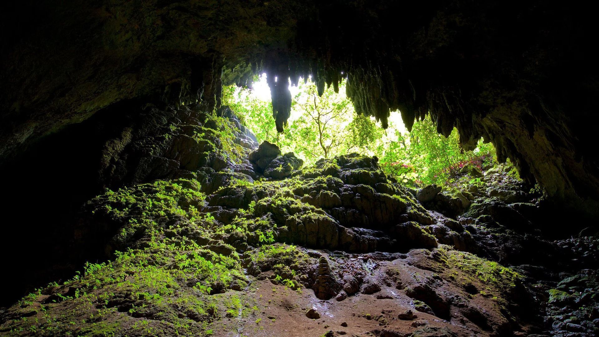 Vista dall'interno di una grotta buia, dove rocce ricoperte di muschio conducono a un'apertura luminosa e illuminata dal sole che rivela alberi verdi e lussureggianti.