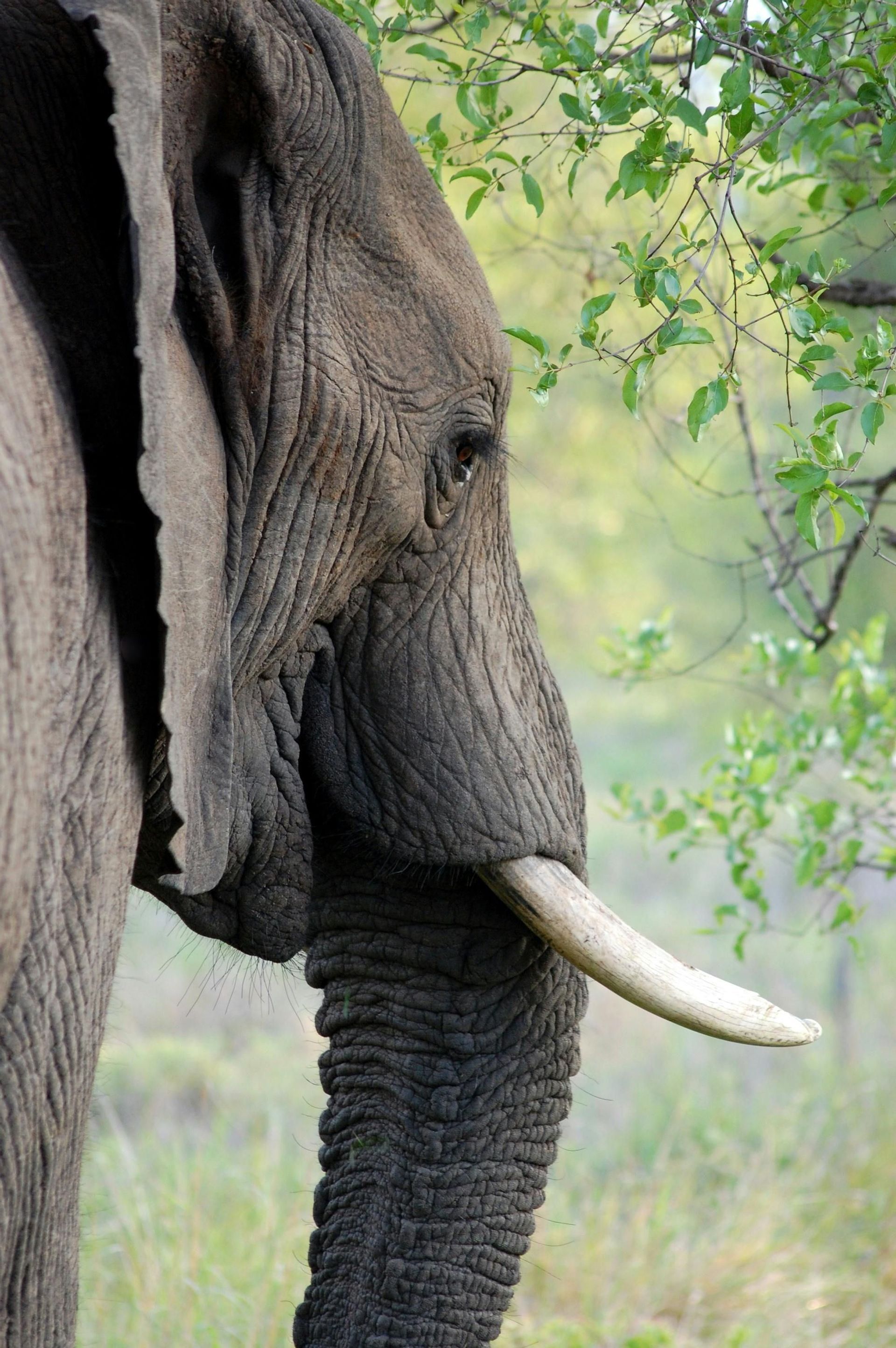 Primo piano di profilo di un elefante con una zanna, accanto a vegetazione verde.