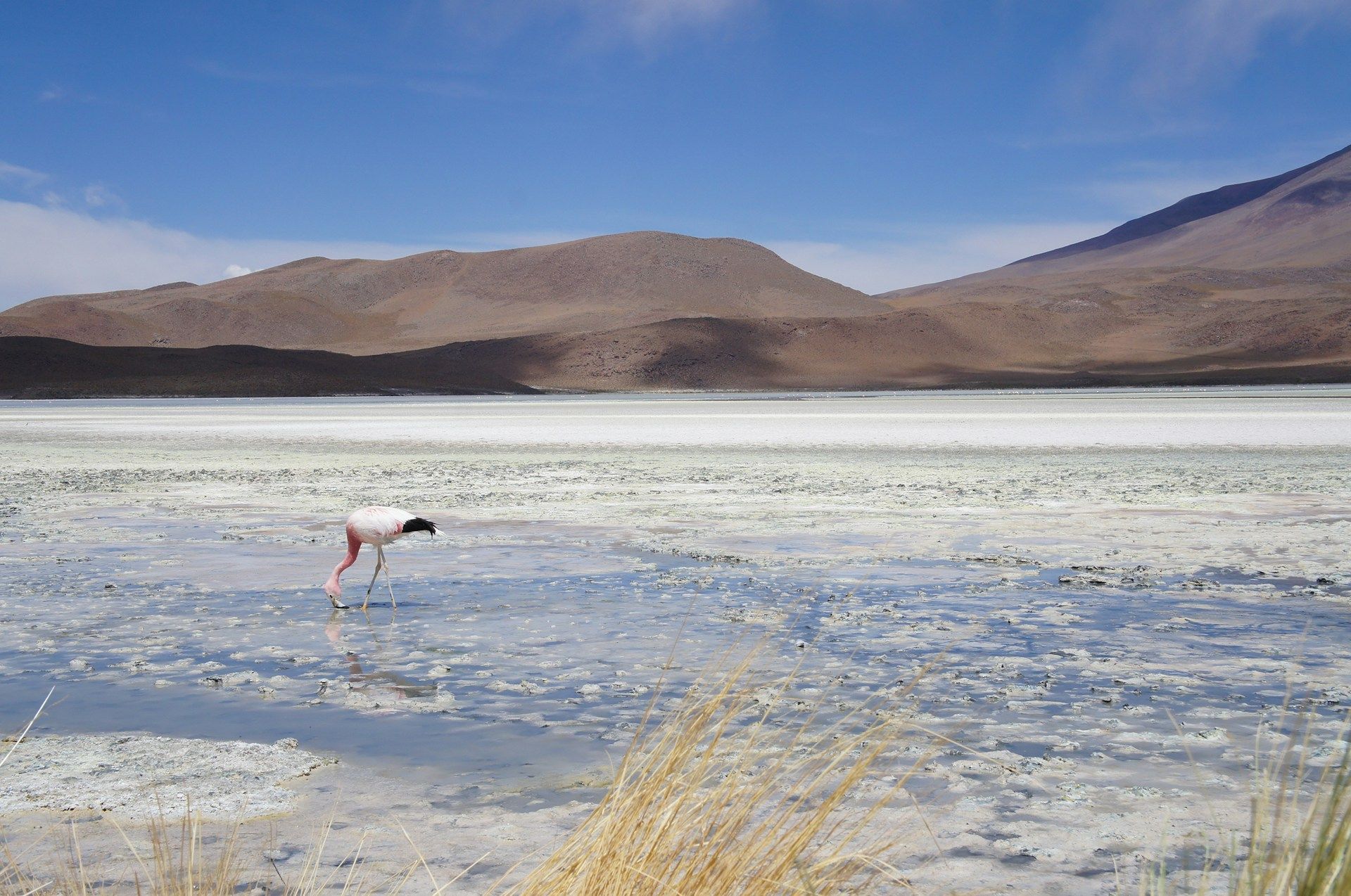 Un fenicottero rosa guada e si nutre in un lago salato poco profondo con montagne marroni sullo sfondo sotto un cielo blu.