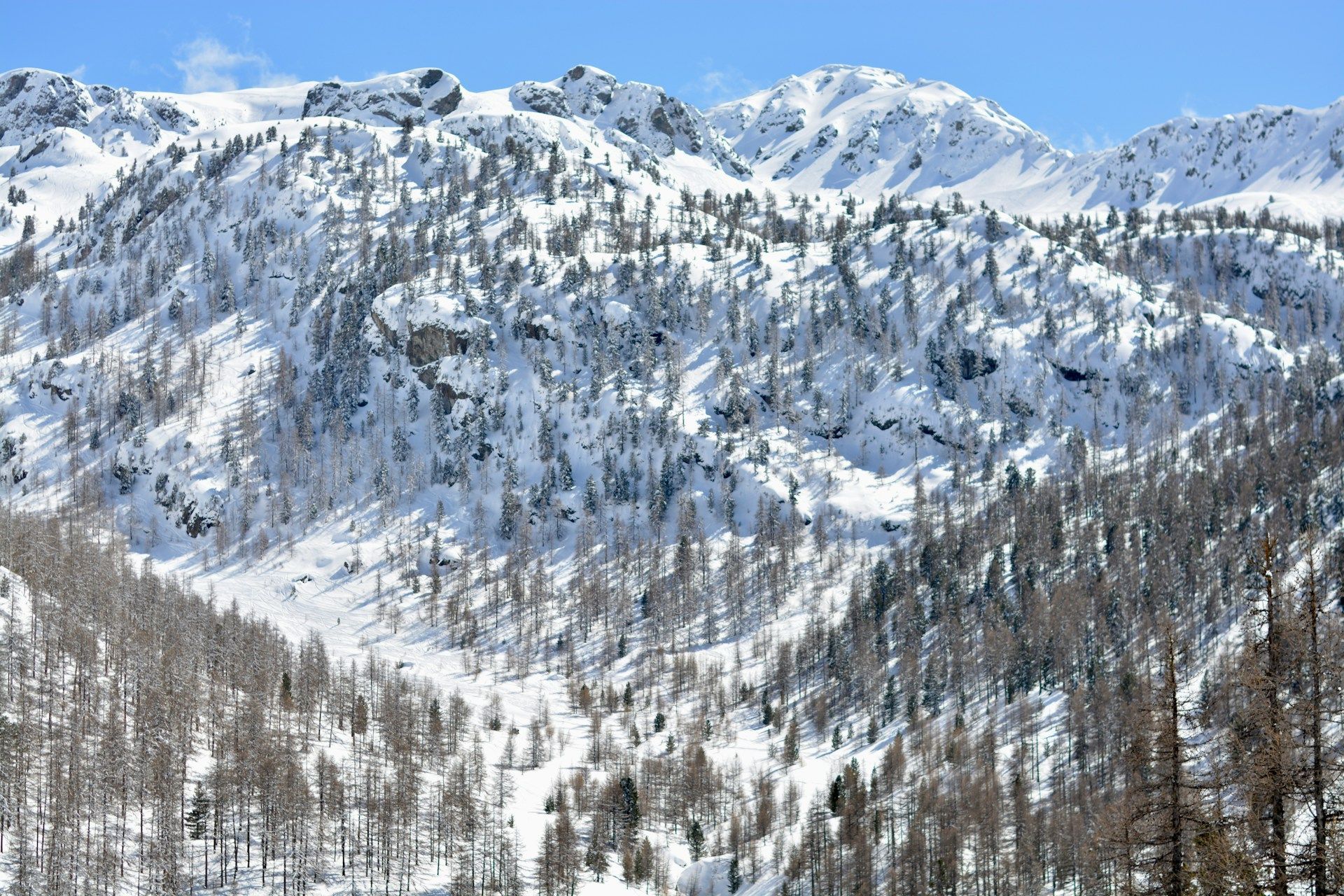 Une vue panoramique sur des montagnes enneigées parsemées de mélèzes sous un ciel bleu clair.