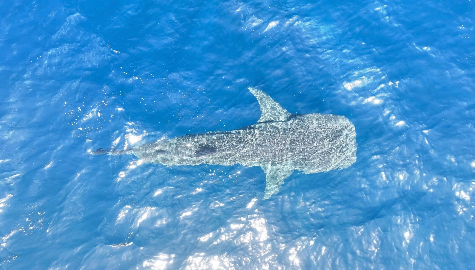 Veduta aerea di un grande squalo balena che nuota appena sotto la superficie di limpide acque oceaniche illuminate dal sole.