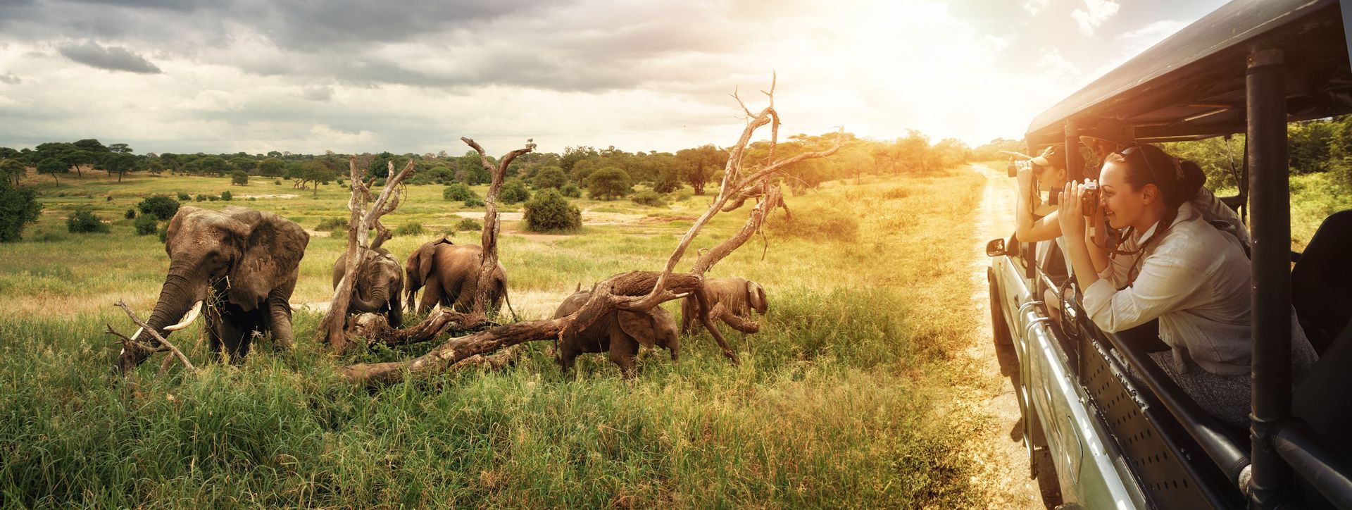 Un viaggio di gruppo WeRoad fotografa una mandria di elefanti da una jeep da safari in una savana erbosa al tramonto.