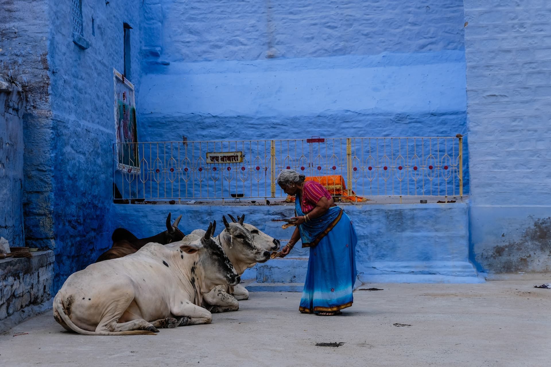 Signora anziana con una mucca nelle vie di una città indiana - WeRoad