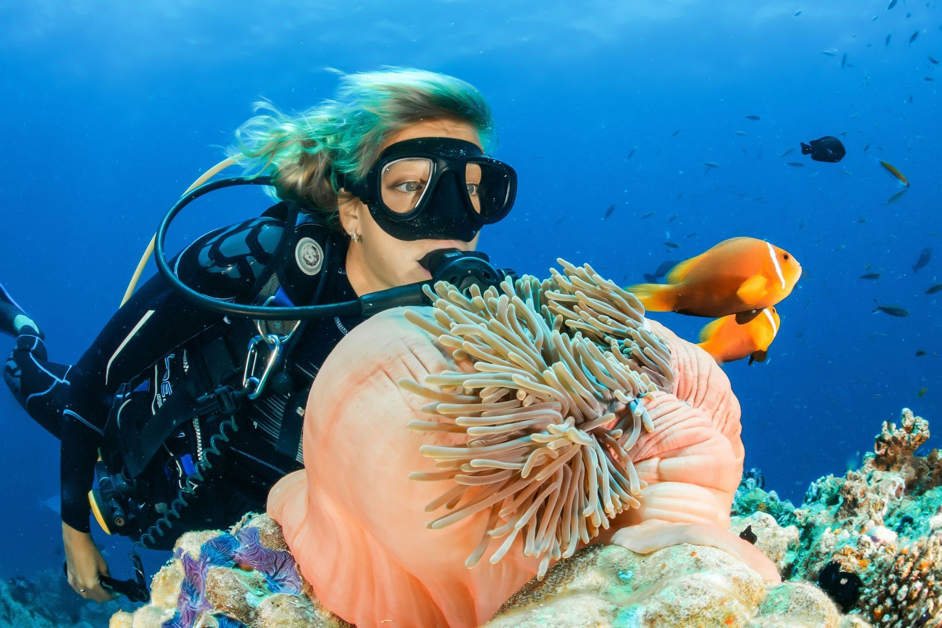 Un plongeur en équipement complet observe deux poissons-clowns oranges nageant à côté d'une grande anémone de mer sur un récif corallien.