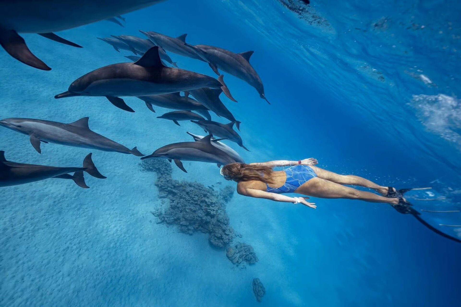 Une personne en maillot de bain bleu et palmes fait de la plongée avec tuba sous l'eau, à proximité d'un grand banc de dauphins, au-dessus d'un fond marin sableux.