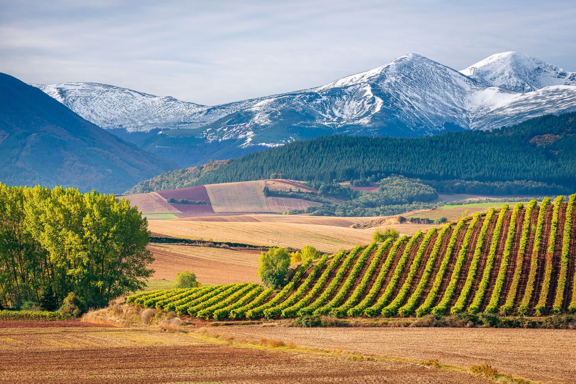 Reihen von Weinbergen auf sanften Hügeln mit Flickenteppichen von Feldern und einer Kulisse aus schneebedeckten Bergen.