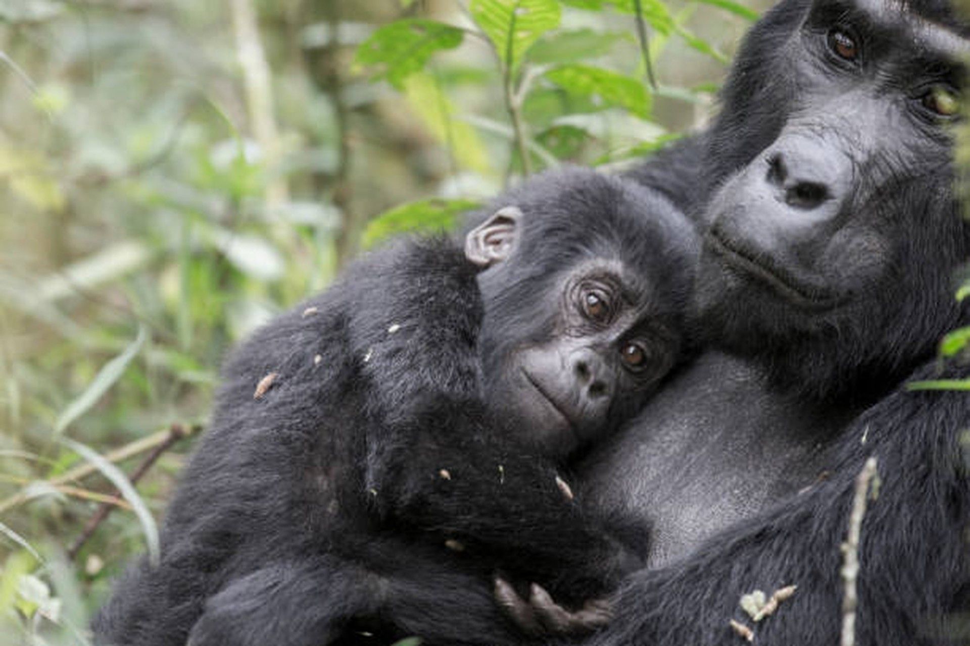 Un cucciolo di gorilla si riposa contro il petto della madre, adagiato tra il fogliame verde di una foresta.