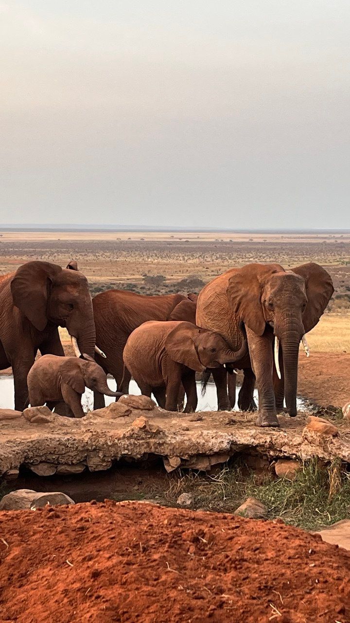 A herd of reddish-brown elephants, including several calves, drinking from a small watering hole in a savanna landscape.