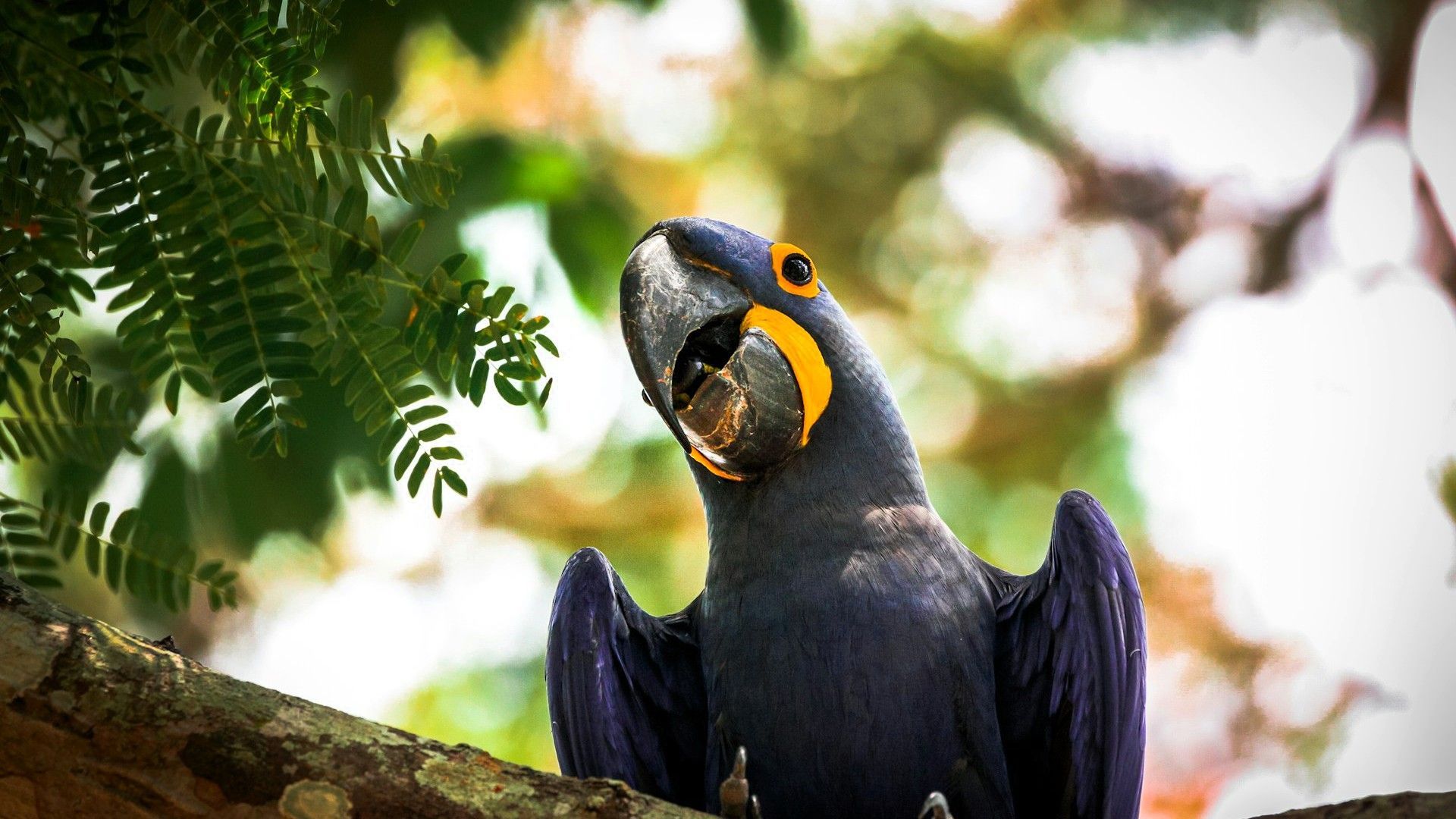 Eine Nahaufnahme eines dunkelblauen Hyazintharas mit einem gelben Augenfleck, der auf einem Ast sitzt und eine Nuss im Schnabel hält.